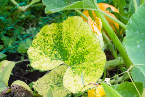 istock Downy mildew (Peronosporosis) on a pumpkin leaf in the garden 1293024689