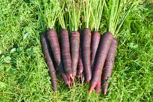 Freshly harvested dark purple carrots on the grass in the garden. Farmer season