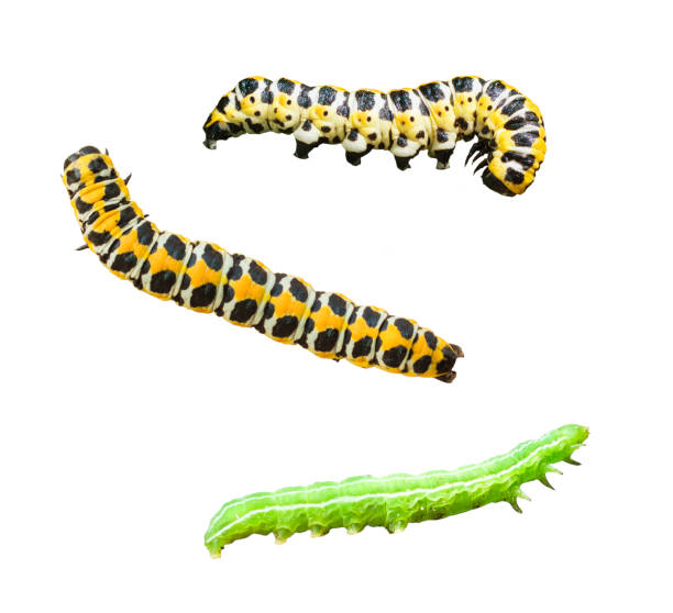 istock Caterpillars of Lettuce shark (Cucullia lactucae) and Hebrew character (Orthosia gothica) 1293025572