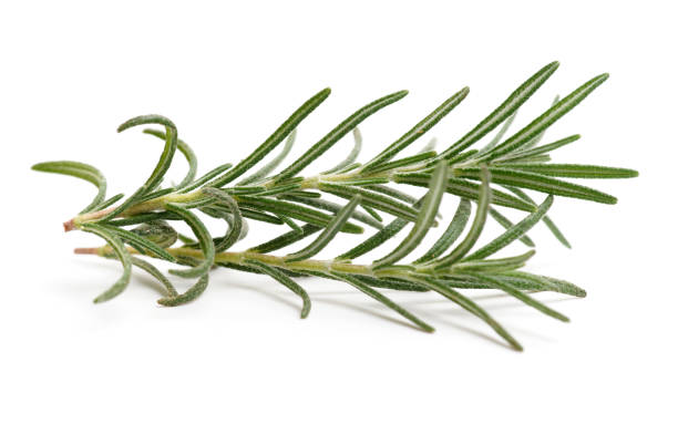 istock Branch of rosemary 1293025617