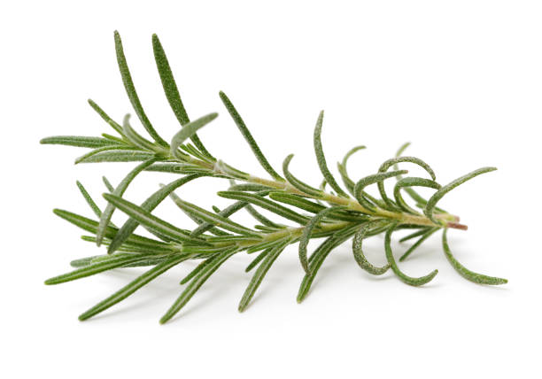 istock Branch of rosemary 1293025848