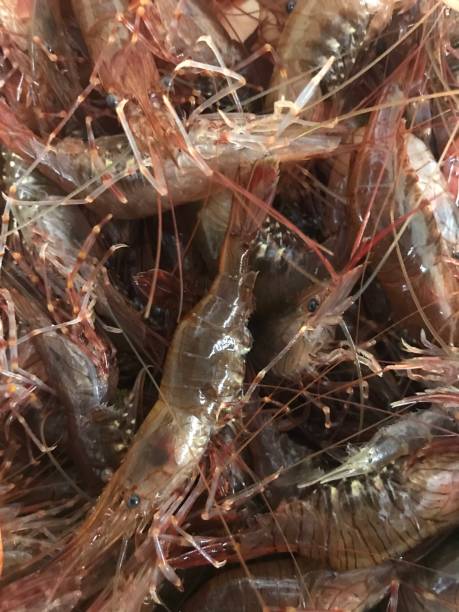 istock Background of alive shrimps 1293026670