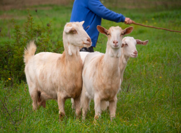 белые козы пасутся на лугу в оливковом саду на греческом острове эвия в греции - rural scene non urban scene domestic animals sheep стоковые фото и изображения