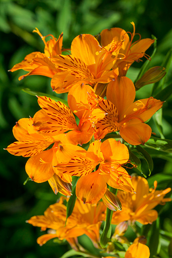 Blooming daylily