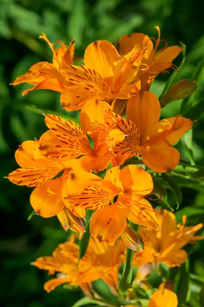 Lilium pumilum (lily) an orange spring summer flower plant, stock photo image