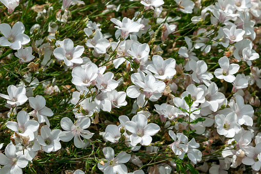 Linum suffruticosum subsp salsoloides a spring summer flowering semi evergreen plant with a white springtime flower commonly known as white flax, stock photo image