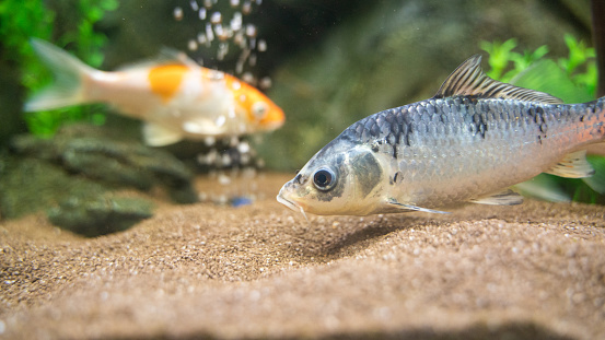 Close up of a Fish with different pattern swimming in the fishbowl with sand and artificial water plants