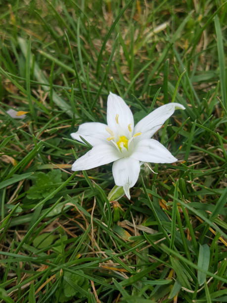 istock Madonna Lilly 