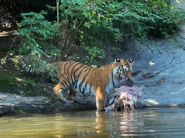 Siberian tiger 'Irina' (Panthera tigris altaica), Der Sibirische Tiger, Amurtiger, Ussuritiger, Tigre siberiana, dell'Amur, Tigre de Sibérie, Tigre de l'Amour, Tigre de Amur, Tigre persa