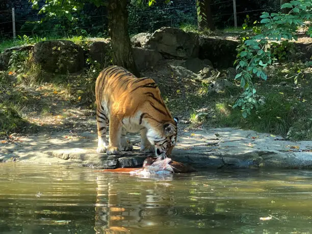 Siberian tiger 'Irina' (Panthera tigris altaica), Der Sibirische Tiger, Amurtiger, Ussuritiger, Tigre siberiana, dell'Amur, Tigre de Sibérie, Tigre de l'Amour, Tigre de Amur, Tigre persa