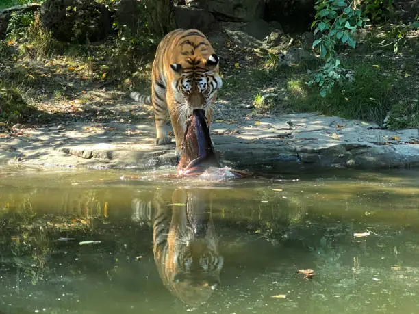 Siberian tiger 'Irina' (Panthera tigris altaica), Der Sibirische Tiger, Amurtiger, Ussuritiger, Tigre siberiana, dell'Amur, Tigre de Sibérie, Tigre de l'Amour, Tigre de Amur, Tigre persa