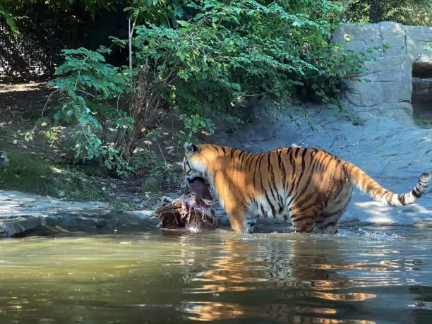 Siberian tiger 'Irina' (Panthera tigris altaica), Der Sibirische Tiger, Amurtiger, Ussuritiger, Tigre siberiana, dell'Amur, Tigre de Sibérie, Tigre de l'Amour, Tigre de Amur, Tigre persa