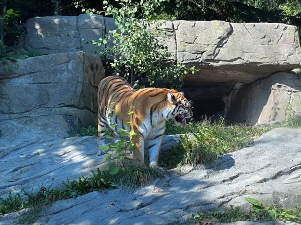 Siberian tiger 'Irina' (Panthera tigris altaica), Der Sibirische Tiger, Amurtiger, Ussuritiger, Tigre siberiana, dell'Amur, Tigre de Sibérie, Tigre de l'Amour, Tigre de Amur, Tigre persa