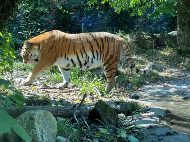 Siberian tiger 'Irina' (Panthera tigris altaica), Der Sibirische Tiger, Amurtiger, Ussuritiger, Tigre siberiana, dell'Amur, Tigre de Sibérie, Tigre de l'Amour, Tigre de Amur, Tigre persa