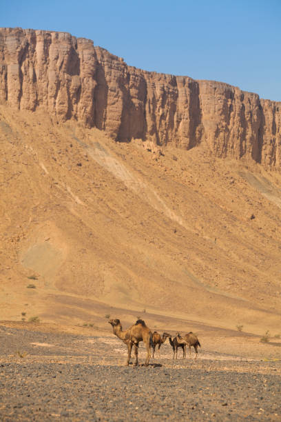 istock Ccamels In The Rocky Sahara Desert 1293030262