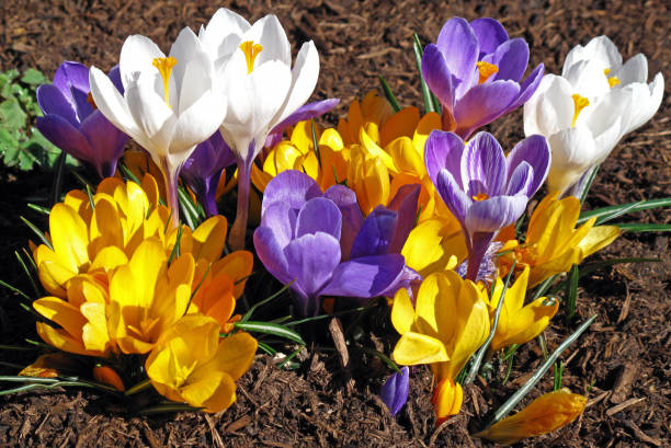 flores de crocodilo - crocus flower saffron yellow - fotografias e filmes do acervo