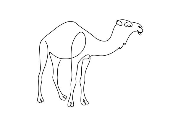 Camel Camel in continuous line art drawing style. Dromedary minimalist black linear sketch isolated on white background. Vector illustration camel stock illustrations