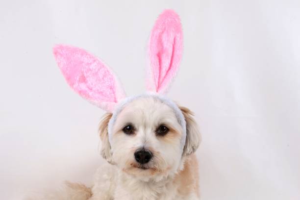 istock funny small havanese head portrait with funny bunny ears in the white studio 1293033569