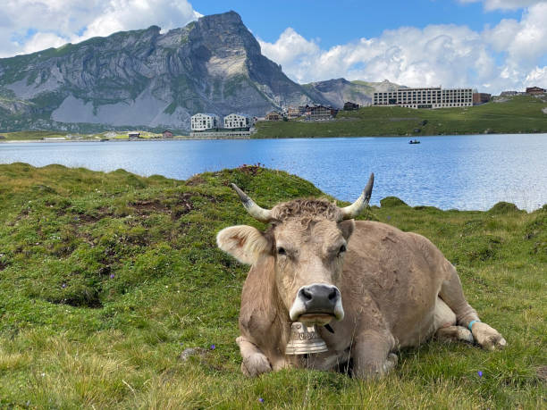 Cows on the on meadows and pastures on the slopes of the alpine valley Melchtal and in Uri Alps massif, Melchtal - Canton of Obwalden, Switzerland (Kanton Obwald, Schweiz) stock photo