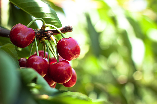 Red ripe cherries hanging from a cherry tree branch.