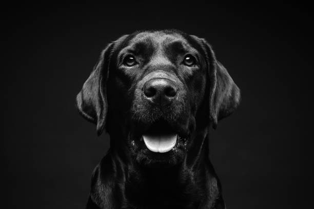 고립 된 검은 배경에 래브라도 리트리버 개 초상화. - purebred dog 이미지 뉴스 사진 이미지
