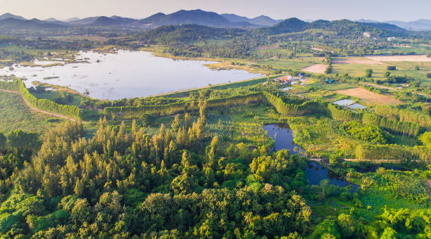 istock Green park of trees from a bird's-eye view 1293040598