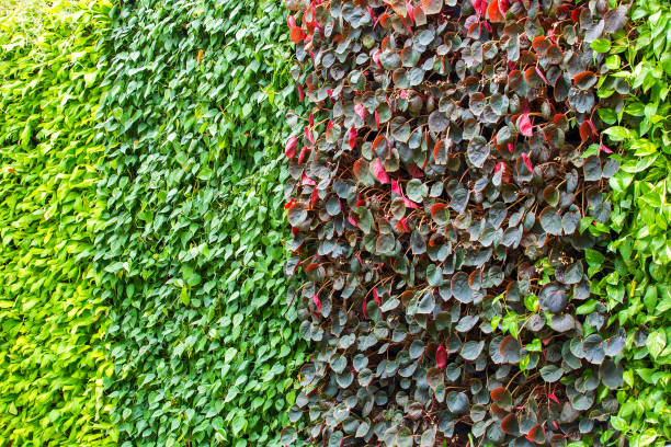 istock Ornamental plants as background in natural vertical garden 1293042742