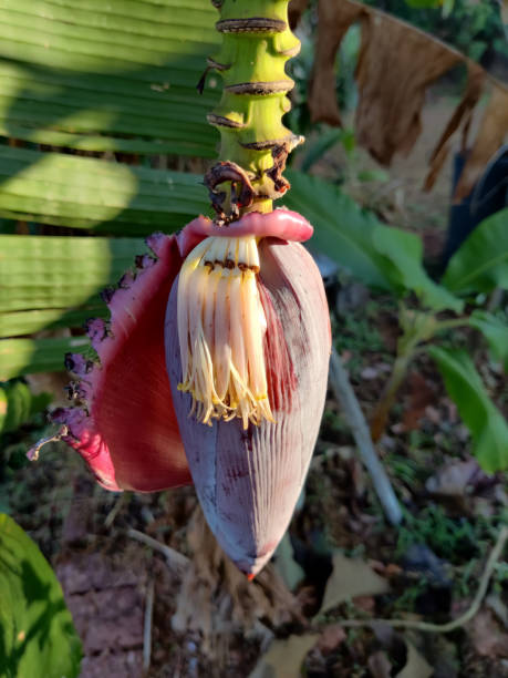 istock Banana flower closeup view blur background 1293045522