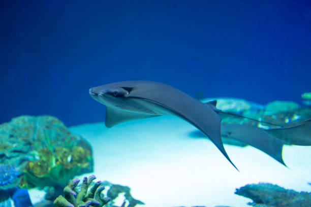 istock Rays swimming gracefully in the beautiful sea 1293045530