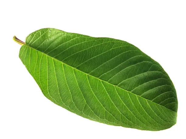 Guava leaf on a white background.