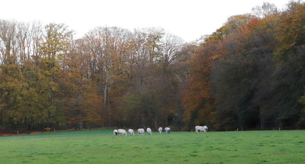 istock Autumn Colors – Park Groeneveld (Netherlands) 1293046533