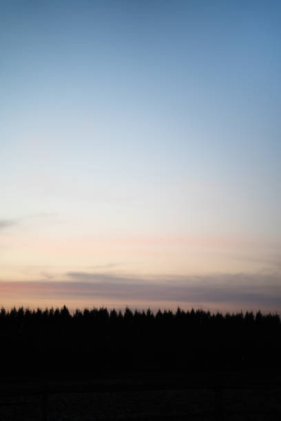silhouette of pine tree forest with dramatic dawn sky in background.