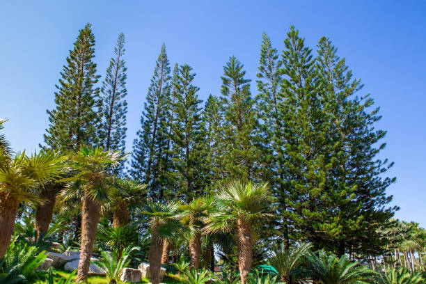 istock Several pine tops are planted in the garden. 1293047429