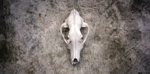 istock Animal skull on concrete wall background. 1293050335