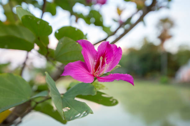 istock Bauhinia purpurea in the garden, focus selective. 1293050458
