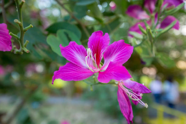 istock Bauhinia purpurea in the garden, focus selective. 1293050461
