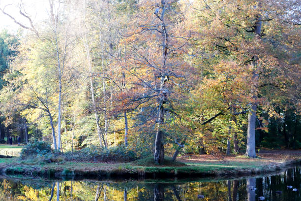 This Picture is made in Park “Groeneveld” near Baarn (the Netherlands), on a sunny Afternoon in Autumn of 2020.