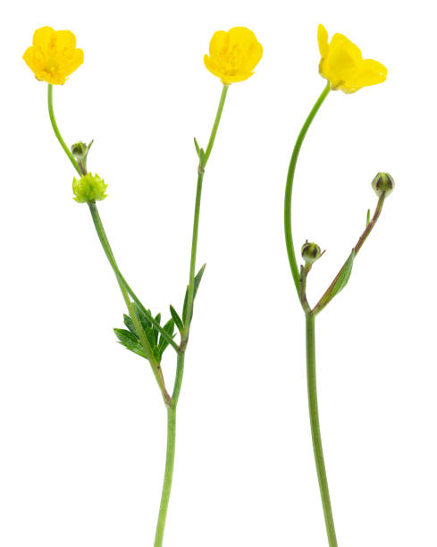 istock Two branches of buttercups (Ranunculus) isolated on white 1293051348