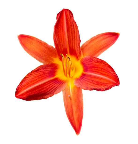 istock Orange daylily isolated on white background 1293051393
