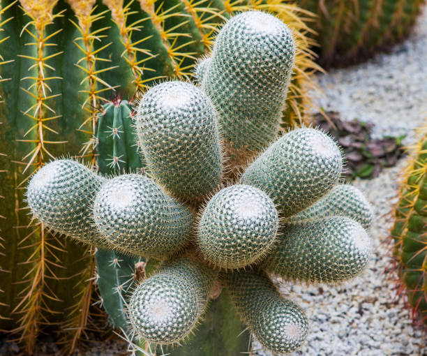 istock Cactus displayed in the garden of many colors 1293051621