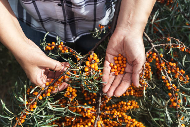 istock Harvest buckthorn with your hands 1293053213