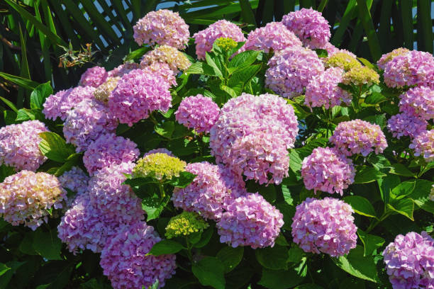istock Pink flowers of hydrangea in garden 1293053218