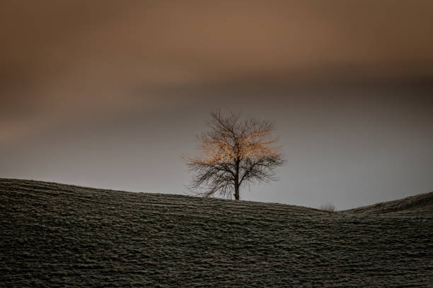 istock Tree over Sea of Fog 1293053369