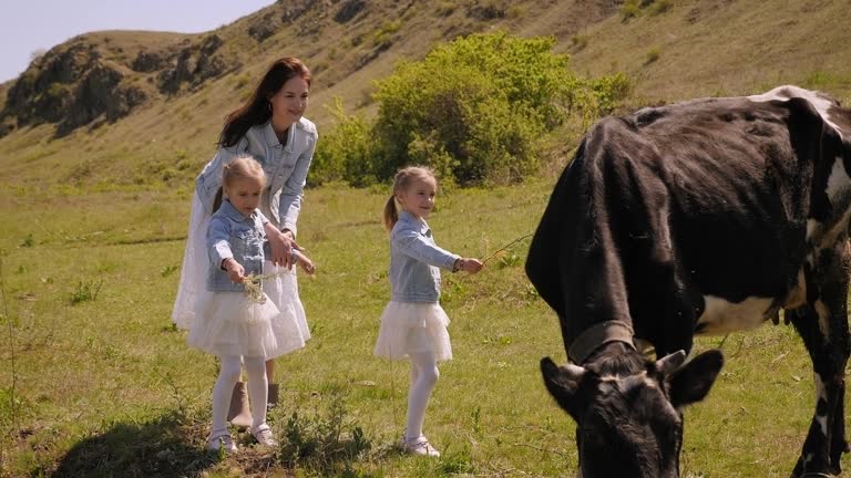 A mother and twin sisters feed a cow with grass on a green meadow.