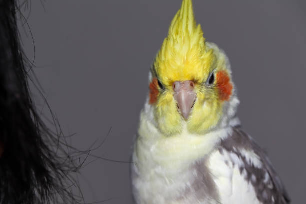 コッカティエルは見て、怒っている - photography young animal bird young bird ストックフォトと画像