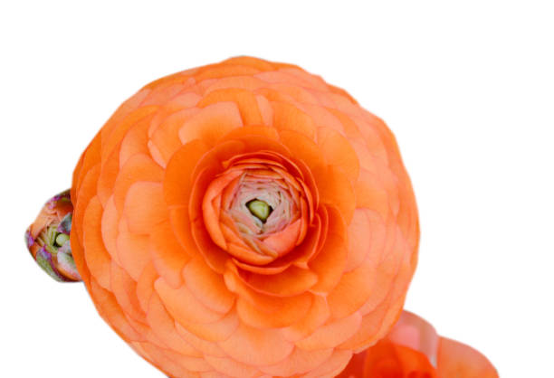 Ranunculus or buttercup persian flower