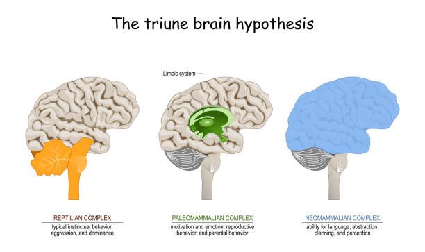 triune brain hypothesis. theory about evolution of human's brain triune brain hypothesis. theory about evolution of human's brain. limbic system. Reptilian complex (basal ganglia for instinctual behaviours), mammalian brain (septum, amygdalae, hypothalamus, hippocamp for feeling) and Neocortex (cognition, language, sensory perception, and spatial reasoning). piece of mind stock illustrations