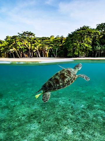 Green turtle in the lagoon of Mayotte the biggest lagoon in the world