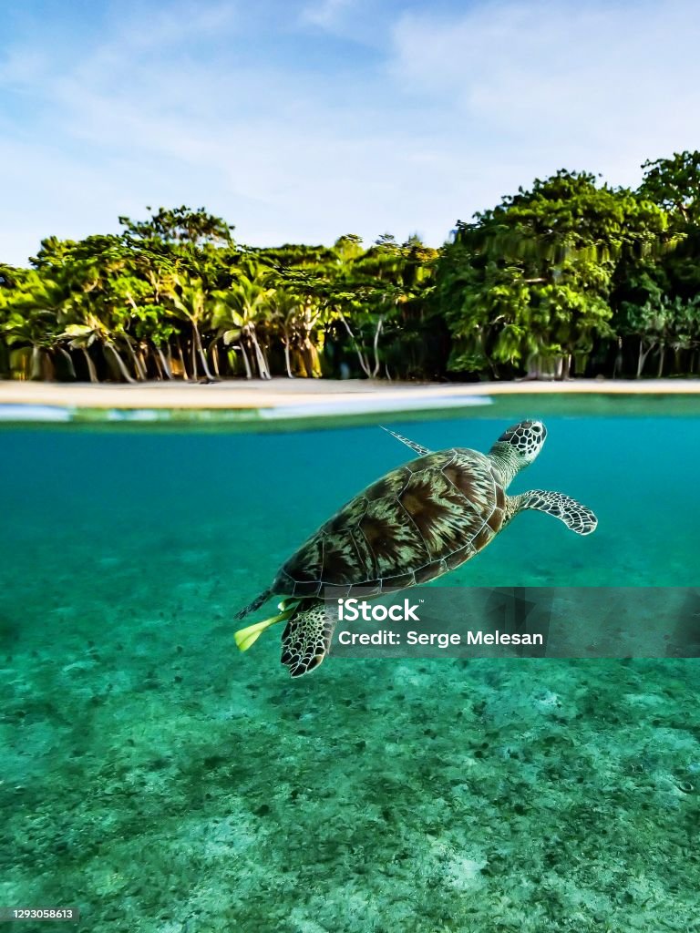 Blue lagoon Green turtle in the lagoon of Mayotte the biggest lagoon in the world Mayotte Stock Photo