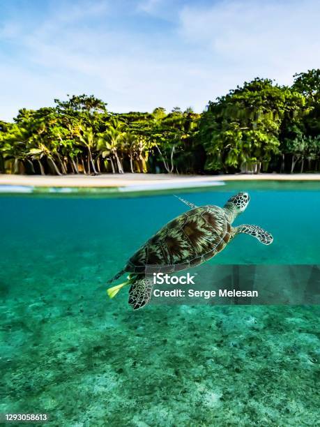 Blue Lagoon Stock Photo - Download Image Now - Mayotte, Sea Turtle, Underwater